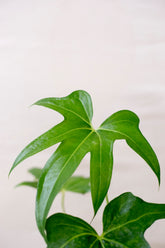 Anthurium pedatoradiatum